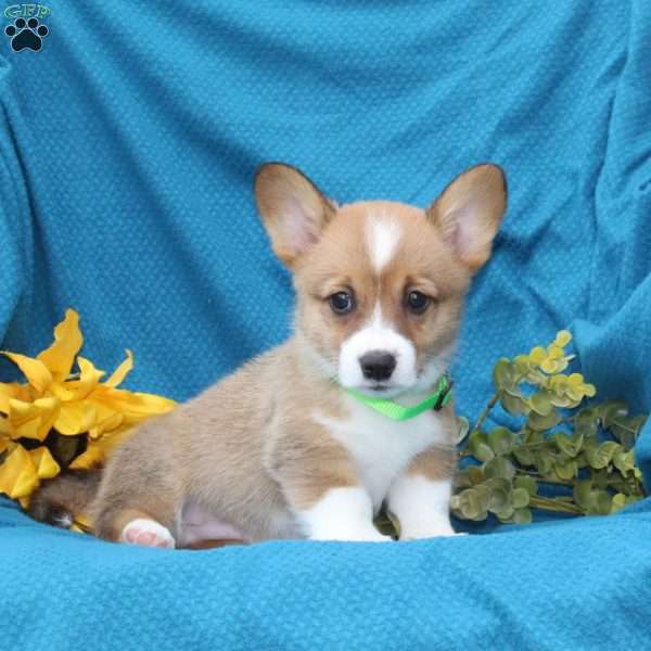 Russel, Pembroke Welsh Corgi Puppy